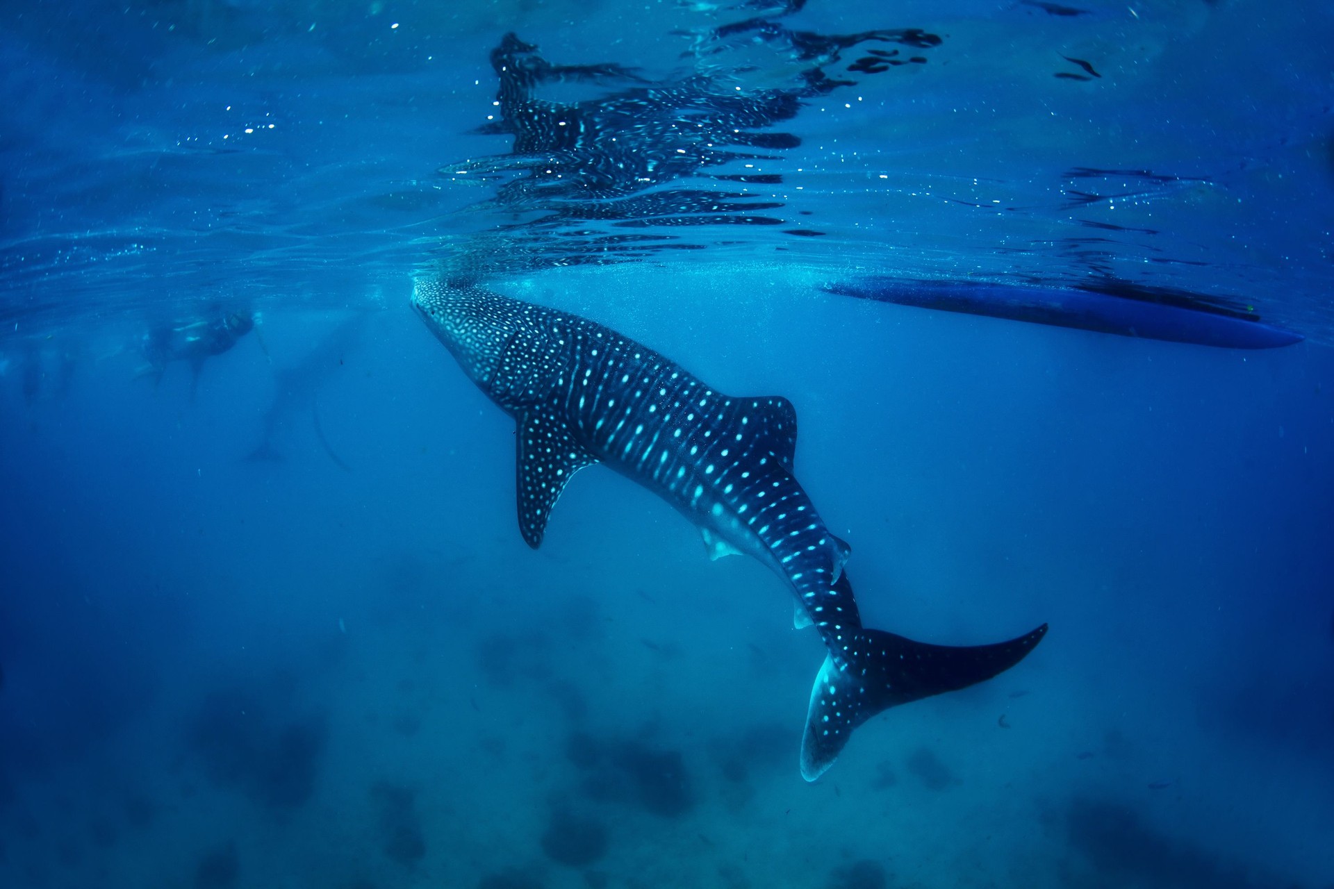 Whale shark